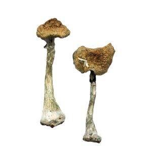 https://psychedeliconlinenow.com/index.php/product-category/dried-magic-mushrooms/