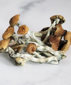 Hawaiian mushroom